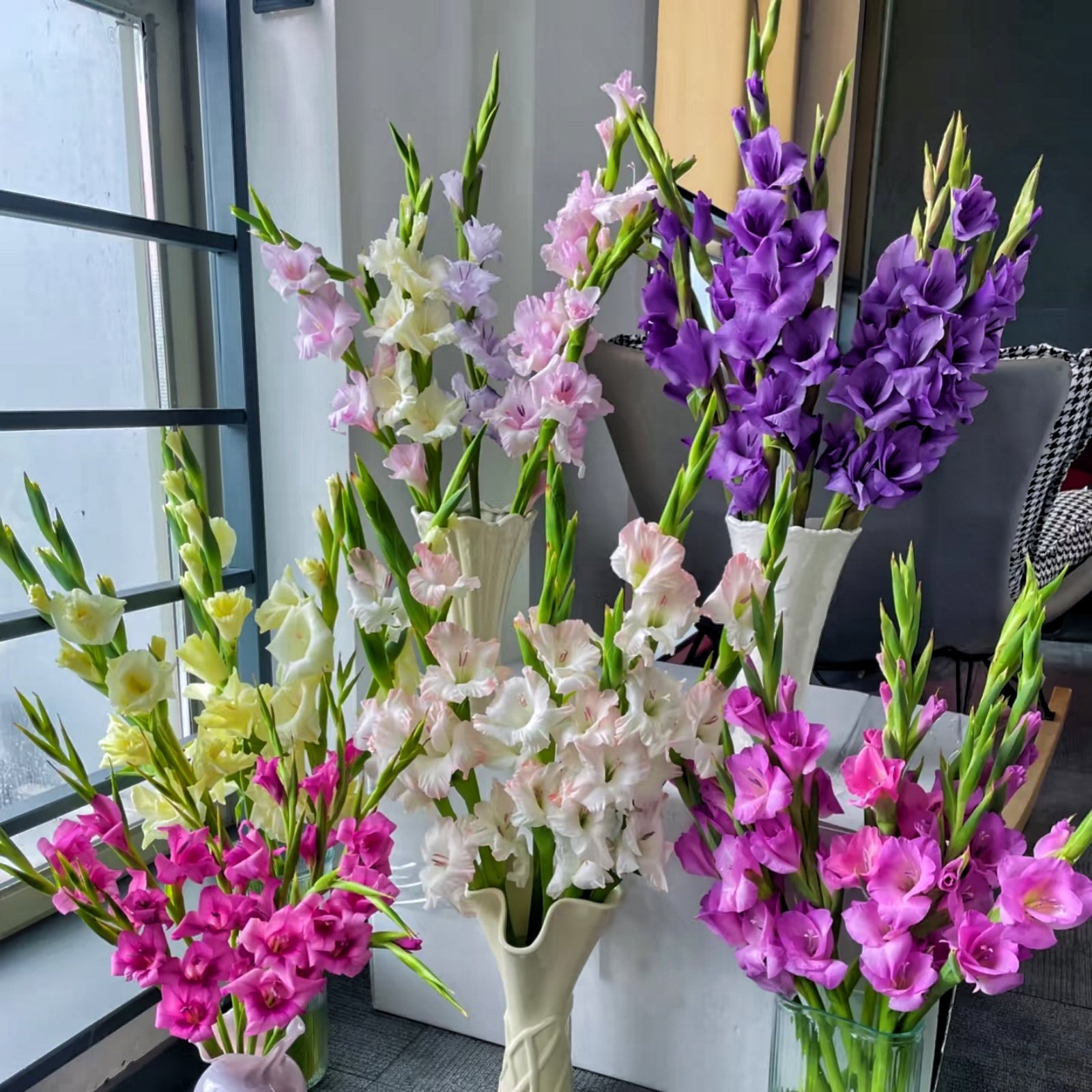Camera_1040g3k031igjioc60ecg5np16n8g8tmf9i9ur5g Gladiolus Bulbs, Vibrant Gladiolus Flower Corms for Planting, Perennial Garden & Cut Flower Plants - Image 1