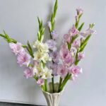 Gladiolus Bulbs, Vibrant Gladiolus Flower Corms for Planting, Perennial Garden & Cut Flower Plants - Image 3