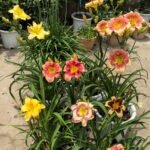 Daylily Bare Root Plants, Mixed Color Hemerocallis Roots, Perennial Flower Roots for Garden Yard Landscape, Easy to Grow - Image 2