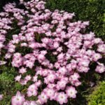 Rain Lily Bulbs (Zephyranthes), Hardy Perennial Flower Bulbs, Easy to Grow, Bloom After Rain, for Garden Borders, Pots & Landscaping - Image 2