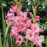 Gladiolus Bulbs, Vibrant Gladiolus Flower Corms for Planting, Perennial Garden & Cut Flower Plants - Image 2
