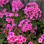Phlox Roots, Garden Phlox, Phlox Paniculata, Hardy Perennial Fragrant Flower, Multi-color Blooms for Garden Border, Cut Flower & Landscape - Image 4
