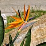 Bird of Paradise Rhizome, Strelitzia Reginae, Crane Flower Root, Exotic Tropical Ornamental Plant for Indoor & Outdoor Garden, Easy to Grow