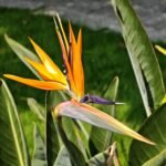 Bird of Paradise Rhizome, Strelitzia Reginae, Crane Flower Root, Exotic Tropical Ornamental Plant for Indoor & Outdoor Garden, Easy to Grow - Image 3