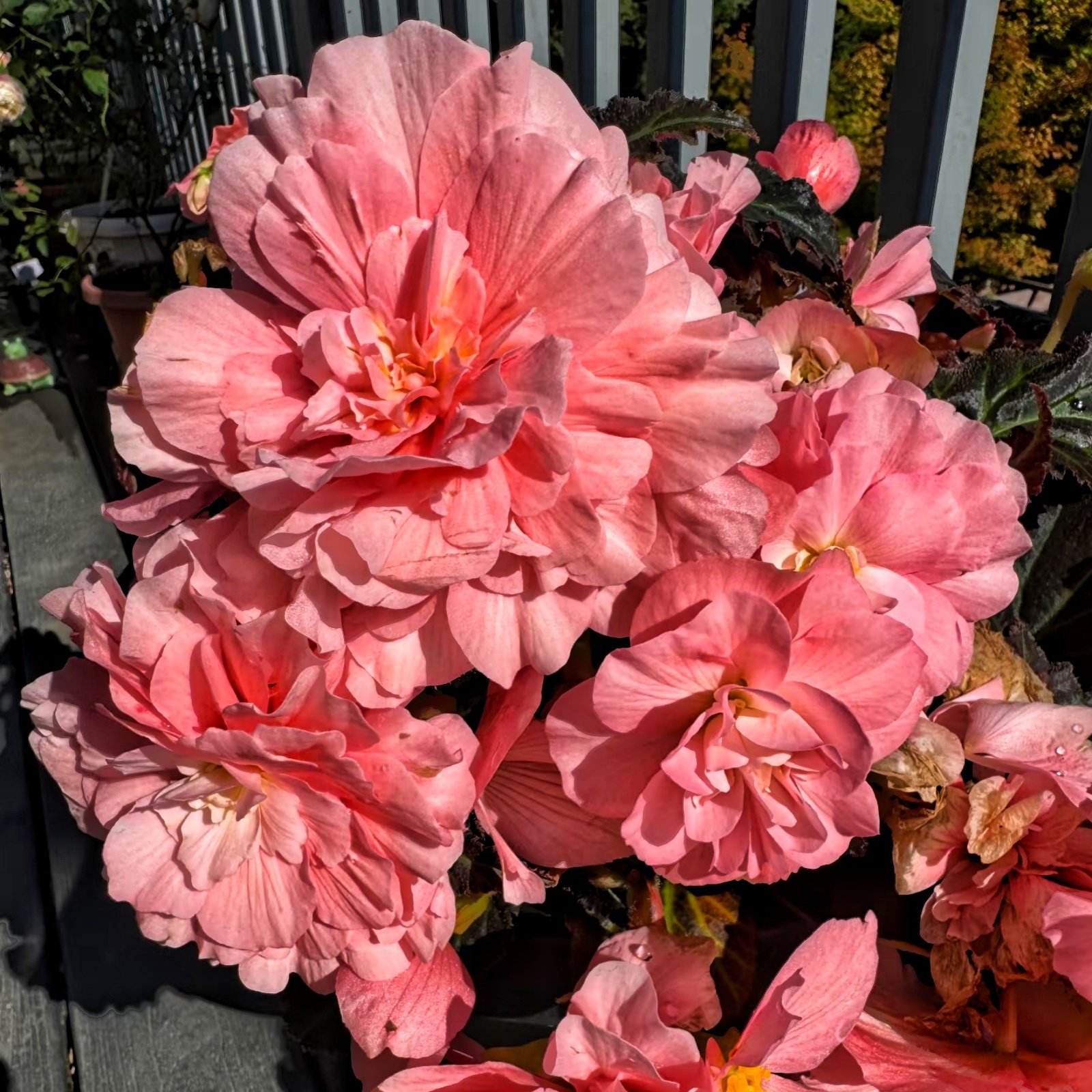Camera_1040g3k031ndi47nnlm005nm70870bh4s1t7eo7g Begonia Tuberous Bulbs, Double Blooms Tuberous Begonia, Perennial Ornamental Flower for Patio, Balcony & Garden, Easy to Grow - Image 1