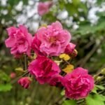 Confederate Rose Bare Root Plants, Hardy Confederate Rose Perennial Shrubs, Large Color-Changing Blooms for Garden, Courtyard & Landscape - Image 3