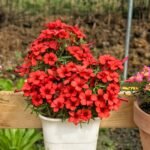 Oxalis Bulbs, Mixed Color Wood Sorrel Bulbs, Perennial Shamrock Flower Bulbs for Indoor Outdoor Planting, Easy to Grow - Image 3