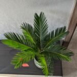 Sago Palm Cycas Revoluta Bulbs, King Sago, Hardy Cycad, Evergreen Ornamental Plant for Indoor & Outdoor Landscaping, Easy to Grow - Image 2