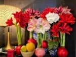 Wax Sealed Amaryllis Bulb, Easy Bloom Waxed Amaryllis, No Planting Needed Indoor Decorative Flower Bulb for Home and Gift