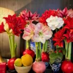 Wax Sealed Amaryllis Bulb, Easy Bloom Waxed Amaryllis, No Planting Needed Indoor Decorative Flower Bulb for Home and Gift