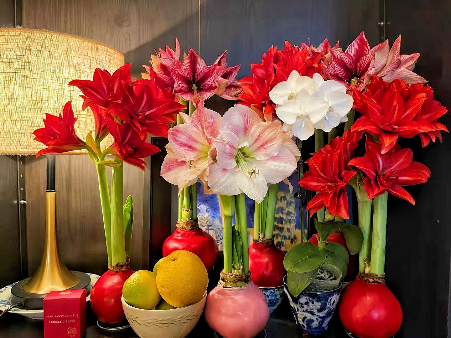 Camera_1040g3k031ppu91r9l0005phjop21ou3efcokvvo Wax Sealed Amaryllis Bulb, Easy Bloom Waxed Amaryllis, No Planting Needed Indoor Decorative Flower Bulb for Home and Gift - Image 1