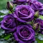 Rose Bare Root Plants, Hardy Perennial Rose Bushes, Fragrant Flowering Shrubs for Garden Landscaping, Patio Containers & Cut Flowers