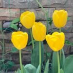 Tulip Bulbs, Premium Single Tulip Flower Bulbs for Spring Blooming, Perennial Ornamental Flowers, Great for Outdoor Garden & Indoor Pot Planting, Low Maintenance - Image 2