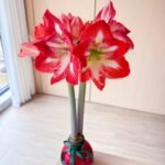 Waxed Amaryllis Bulb, No Water Needed, Pre-Sealed Wax Amaryllis for Indoor Home Decor, Easy to Bloom Houseplant Gift - Image 3