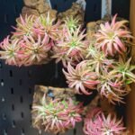 Tillandsia Air Plants, No Soil Required, Live Airplant, Easy Care Indoor Houseplant for Home Decor, Terrarium & Wall Display - Image 4