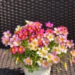 Oxalis Bulbs, Mixed Color Wood Sorrel Bulbs, Perennial Shamrock Flower Bulbs for Indoor Outdoor Planting, Easy to Grow - Image 2