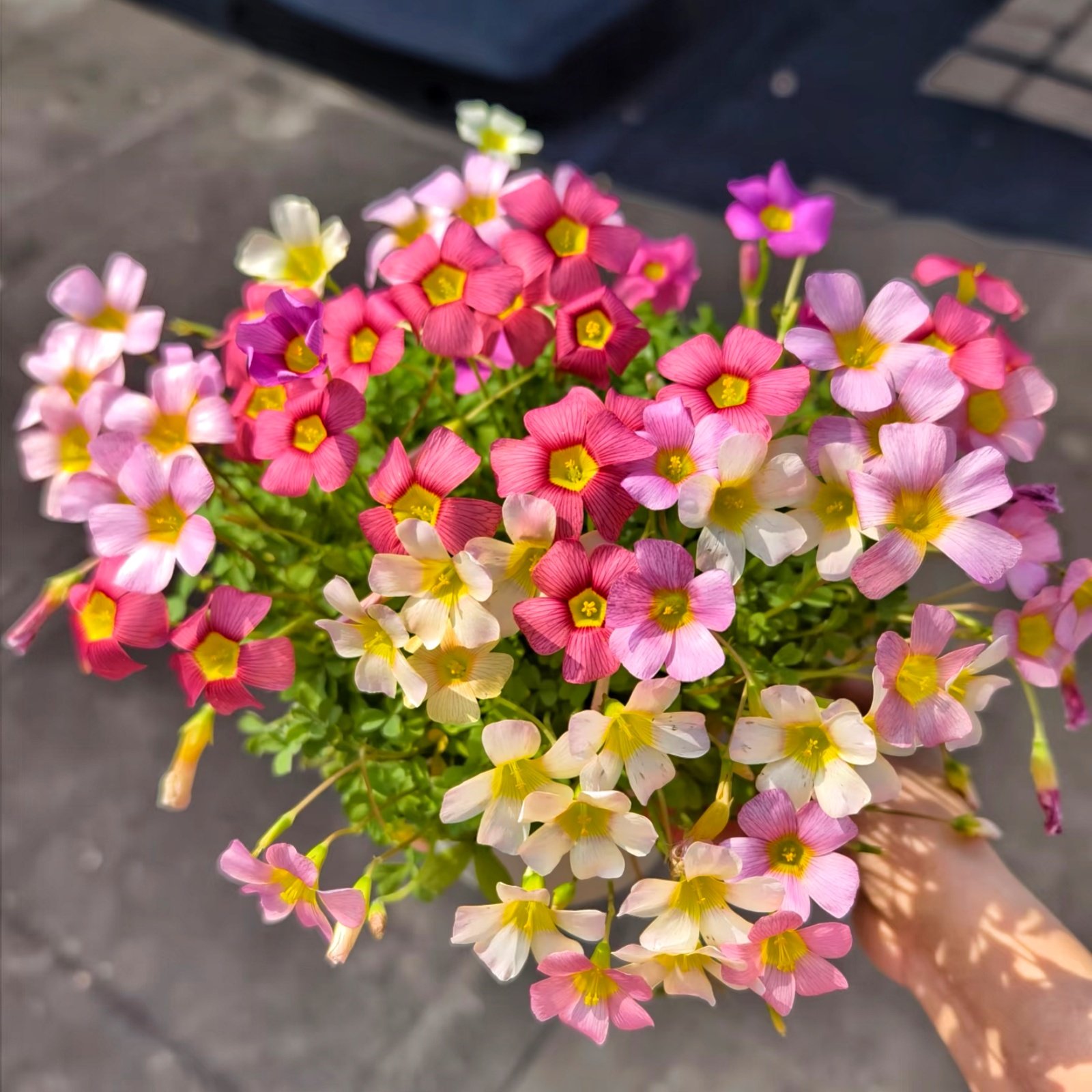 Camera_1040g3k031svckk3h5m004a72lvlqsfnclfhsc7o Oxalis Bulbs, Mixed Color Wood Sorrel Bulbs, Perennial Shamrock Flower Bulbs for Indoor Outdoor Planting, Easy to Grow - Image 1