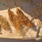 Clematis Bare Root Plants, Mixed Varieties Clematis Roots, Hardy Perennial Climbing Flower Vine for Trellis Fence Patio Garden, Easy to Grow - Image 6