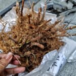 Hydrangea Bare Root Plants, Hardy Perennial Hydrangea Shrubs, Large Clustered Blooms for Garden Borders, Courtyard & Patio Containers - Image 5