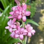 Tuberose Bulbs, Fragrant Tuberose Flower Bulbs for Planting, Perennial Garden & Cut Flower Plants - Image 2