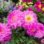Dahlia Tubers, Beautiful Dahlia Flower Bulbs for Planting, Perennial Garden & Potted Plants, Excellent Cut Flowers - Image 3