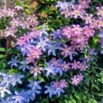 Clematis Bare Root Plants, Mixed Varieties Clematis Roots, Hardy Perennial Climbing Flower Vine for Trellis Fence Patio Garden, Easy to Grow