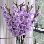 Gladiolus Bulbs, Vibrant Gladiolus Flower Corms for Planting, Perennial Garden & Cut Flower Plants - Image 4