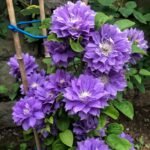 Clematis Bare Root Plants, Mixed Varieties Clematis Roots, Hardy Perennial Climbing Flower Vine for Trellis Fence Patio Garden, Easy to Grow - Image 2