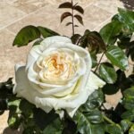 Rose Bare Root Plants, Hardy Perennial Rose Bushes, Fragrant Flowering Shrubs for Garden Landscaping, Patio Containers & Cut Flowers - Image 4