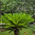 Sago Palm Cycas Revoluta Bulbs, King Sago, Hardy Cycad, Evergreen Ornamental Plant for Indoor & Outdoor Landscaping, Easy to Grow - Image 3