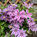 Clematis Bare Root Plants, Mixed Varieties Clematis Roots, Hardy Perennial Climbing Flower Vine for Trellis Fence Patio Garden, Easy to Grow - Image 3
