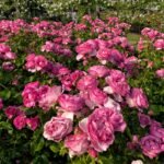 Rose Bare Root Plants, Hardy Perennial Rose Bushes, Fragrant Flowering Shrubs for Garden Landscaping, Patio Containers & Cut Flowers - Image 3