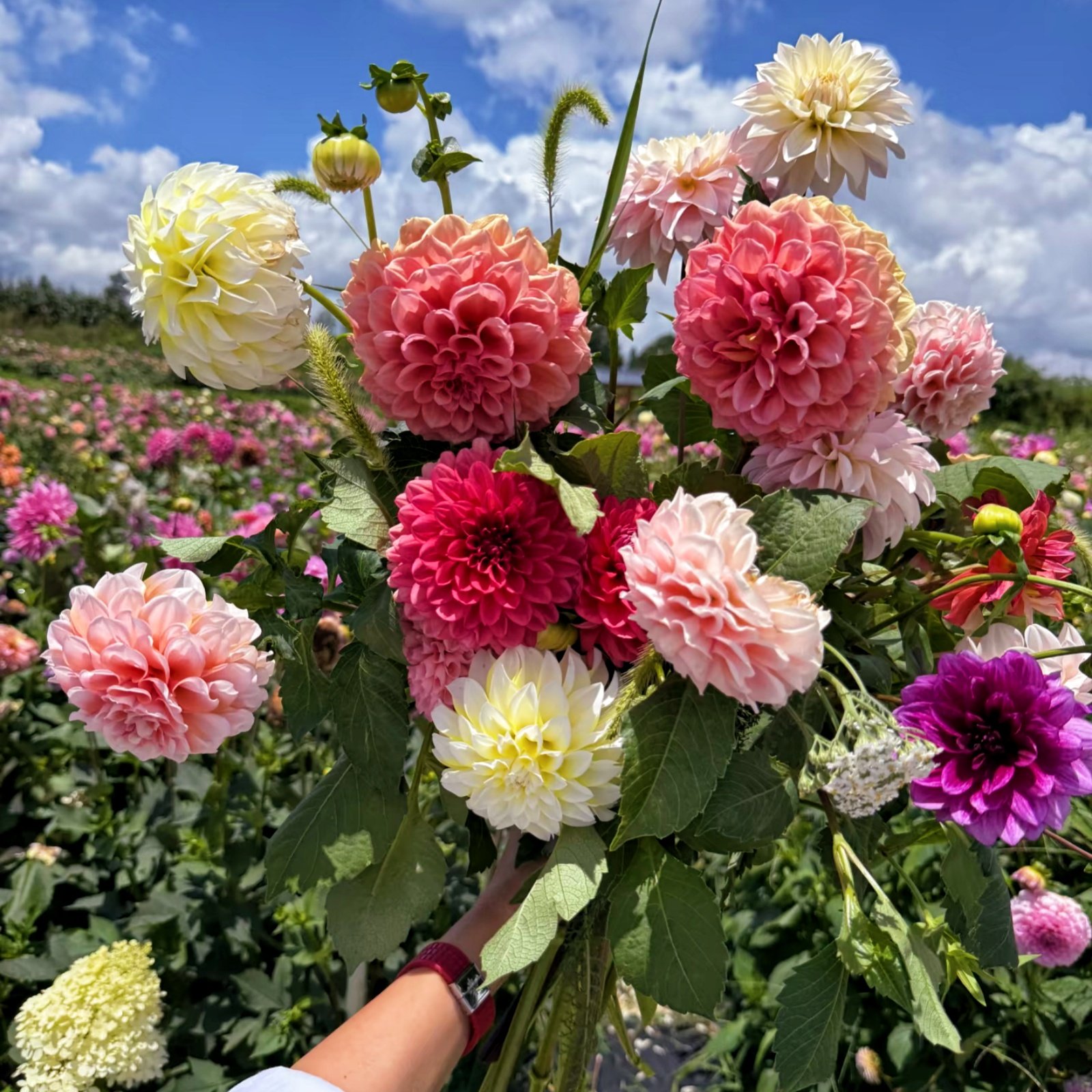 Camera_1040g3k831kc403lvj40049eofol4g07rsiu2keg Dahlia Tubers, Beautiful Dahlia Flower Bulbs for Planting, Perennial Garden & Potted Plants, Excellent Cut Flowers - Image 1