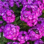 Phlox Roots, Garden Phlox, Phlox Paniculata, Hardy Perennial Fragrant Flower, Multi-color Blooms for Garden Border, Cut Flower & Landscape - Image 2