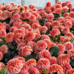 Dahlia Tubers, Beautiful Dahlia Flower Bulbs for Planting, Perennial Garden & Potted Plants, Excellent Cut Flowers - Image 6