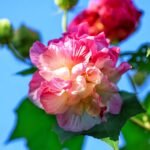 Confederate Rose Bare Root Plants, Hardy Confederate Rose Perennial Shrubs, Large Color-Changing Blooms for Garden, Courtyard & Landscape