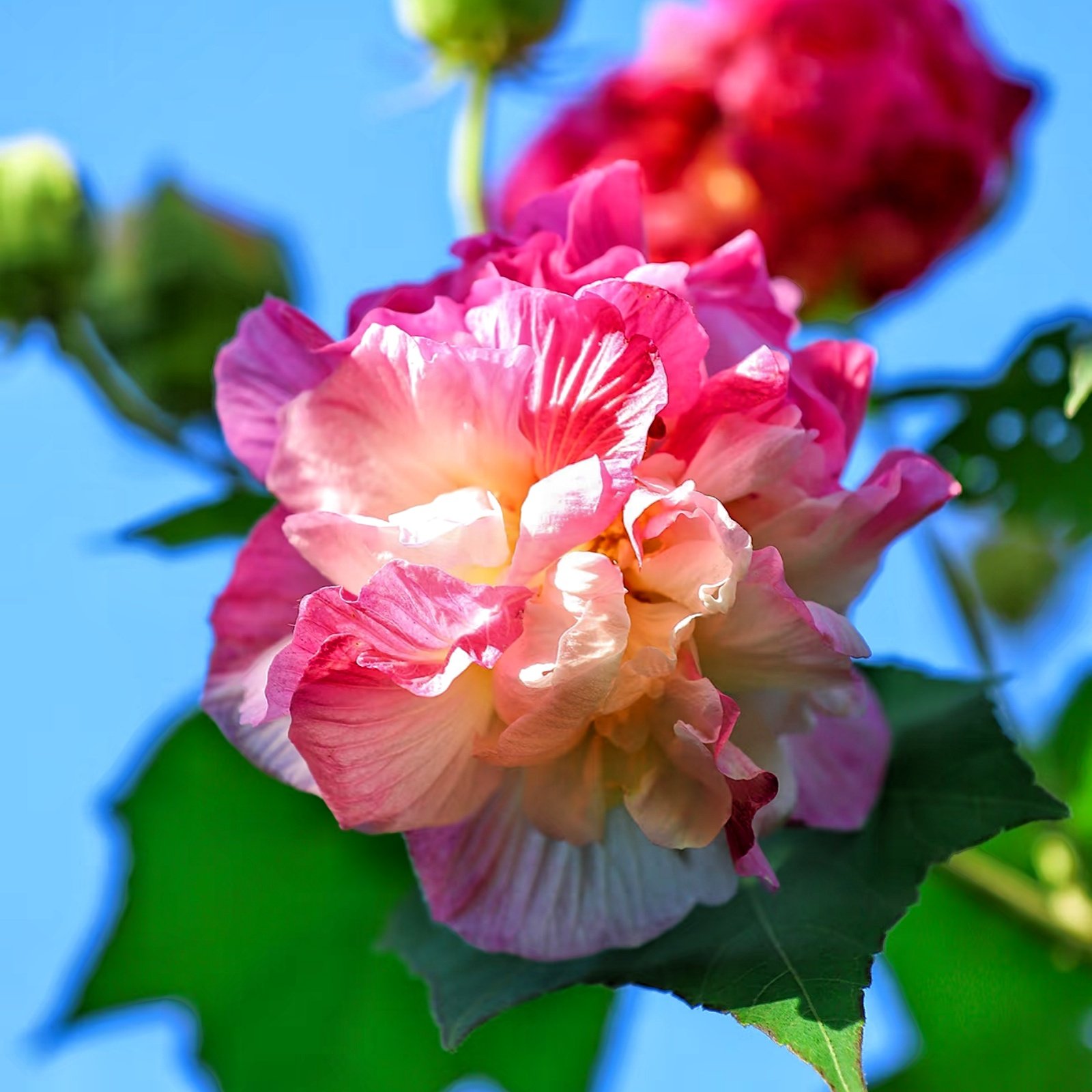 Camera_1040g3k831ocnbrfn06d05nii5v9g9fq6u7su7do Confederate Rose Bare Root Plants, Hardy Confederate Rose Perennial Shrubs, Large Color-Changing Blooms for Garden, Courtyard & Landscape - Image 1