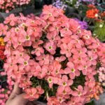 Oxalis Bulbs, Mixed Color Wood Sorrel Bulbs, Perennial Shamrock Flower Bulbs for Indoor Outdoor Planting, Easy to Grow - Image 4