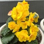 Begonia Tuberous Bulbs, Double Blooms Tuberous Begonia, Perennial Ornamental Flower for Patio, Balcony & Garden, Easy to Grow - Image 2
