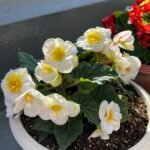 Begonia Tuberous Bulbs, Double Blooms Tuberous Begonia, Perennial Ornamental Flower for Patio, Balcony & Garden, Easy to Grow - Image 3