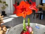 Wax Sealed Amaryllis Bulb, Easy Bloom Waxed Amaryllis, No Planting Needed Indoor Decorative Flower Bulb for Home and Gift - Image 2