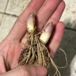 Lily of the Valley Bare Root Pips, Convallaria Majalis Roots, Fragrant Perennial Ground Cover for Shade Garden, Easy to Grow - Image 7