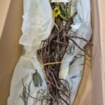 Rose Bare Root Plants, Hardy Perennial Rose Bushes, Fragrant Flowering Shrubs for Garden Landscaping, Patio Containers & Cut Flowers - Image 5