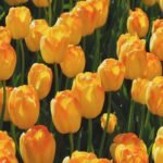 Tulip Bulbs, Rare Mixed Color Tulip Flower Bulbs for Planting, Perennial Garden Flowers, Ideal for Outdoor Landscaping & Indoor Container Planting, - Image 4