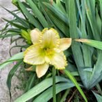 Daylily Bare Root Plants, Mixed Color Hemerocallis Roots, Perennial Flower Roots for Garden Yard Landscape, Easy to Grow - Image 4