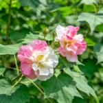 Confederate Rose Bare Root Plants, Hardy Confederate Rose Perennial Shrubs, Large Color-Changing Blooms for Garden, Courtyard & Landscape - Image 2