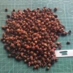Oxalis Bulbs, Mixed Color Wood Sorrel Bulbs, Perennial Shamrock Flower Bulbs for Indoor Outdoor Planting, Easy to Grow - Image 6