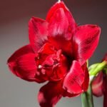 Waxed Amaryllis Bulb, No Water Needed, Pre-Sealed Wax Amaryllis for Indoor Home Decor, Easy to Bloom Houseplant Gift - Image 2