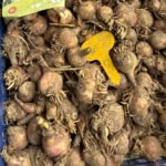 Rain Lily Bulbs (Zephyranthes), Hardy Perennial Flower Bulbs, Easy to Grow, Bloom After Rain, for Garden Borders, Pots & Landscaping - Image 6
