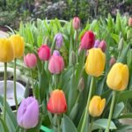 Tulip Bulbs, Mixed Breed Tulip Bulbs for Planting, Spring Perennial Flower Bulbs, Perfect for Yard Landscaping, Window Boxes and Cut Flower Arrangement - Image 2